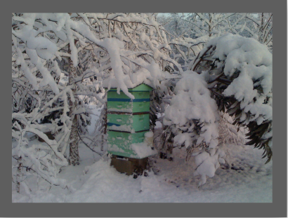 Beekeeping in the snow